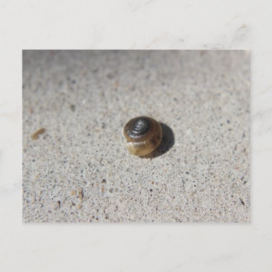 Carte Postale Crazy Snail (Devant)
