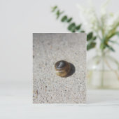 Carte Postale Crazy Snail (Debout devant)