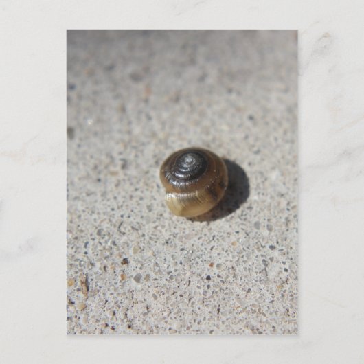 Carte Postale Crazy Snail (Devant)
