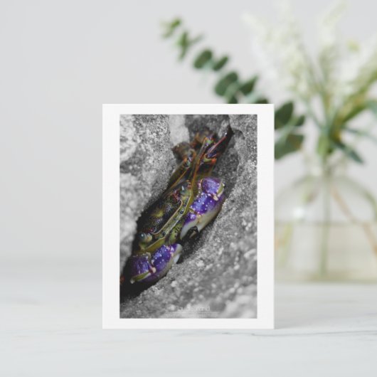 Carte Postale Créature Technicolor (Debout devant)