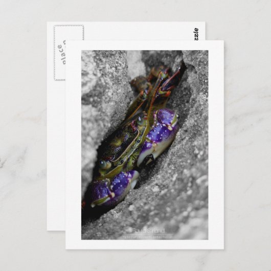 Carte Postale Créature Technicolor (Devant / Derrière)