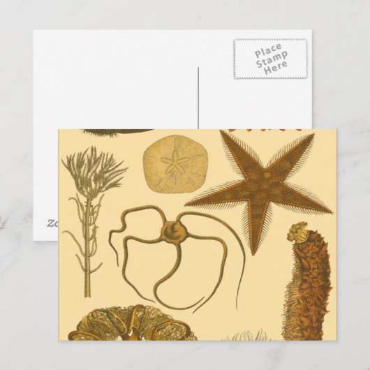 Carte Postale Créatures sous-marines (Devant / Derrière)