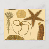 Carte Postale Créatures sous-marines (Devant)