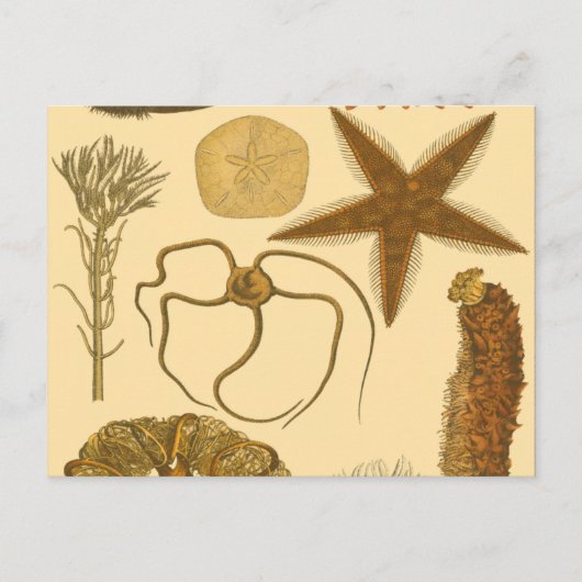 Carte Postale Créatures sous-marines (Devant)