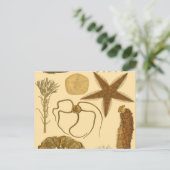 Carte Postale Créatures sous-marines (Debout devant)