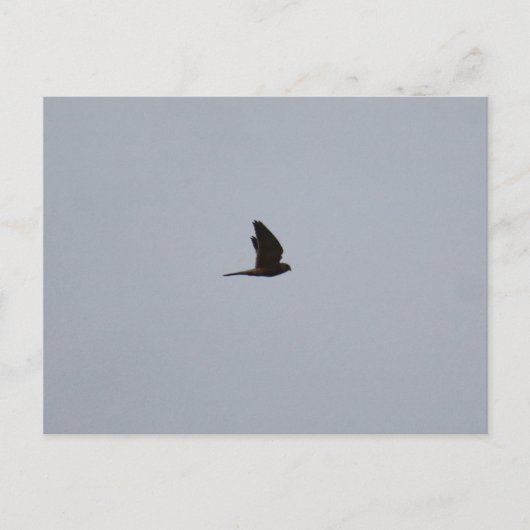 Carte Postale Crécerelle (Devant)