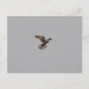 Carte Postale Crécerelle