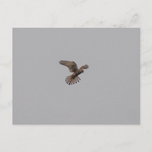 Carte Postale Crécerelle (Devant)