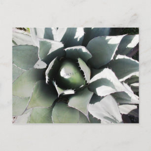 Carte Postale Creel, Copper Canyon, Mexique