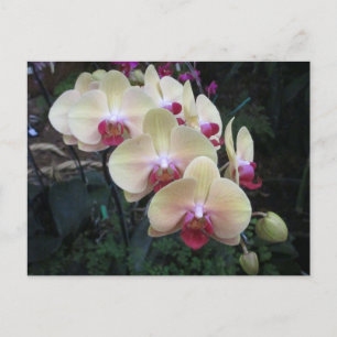 Carte postale Crème et orchidée rose