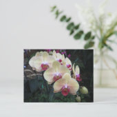 Carte postale Crème et orchidée rose (Debout devant)