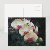 Carte postale Crème et orchidée rose (Devant / Derrière)