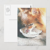 Carte Postale Crème glacée d'anniversaire de Fox (Devant / Derrière)
