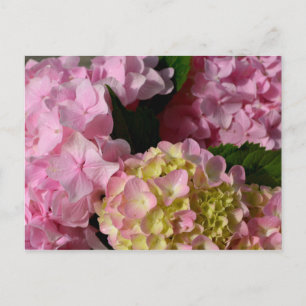 Carte Postale Crème rose Hydrangeas jaune rose vert floral