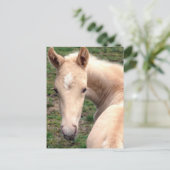 Carte Postale Cremello Walking Horse (Debout devant)