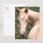 Carte Postale Cremello Walking Horse (Devant / Derrière)