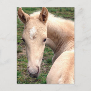 Carte Postale Cremello Walking Horse