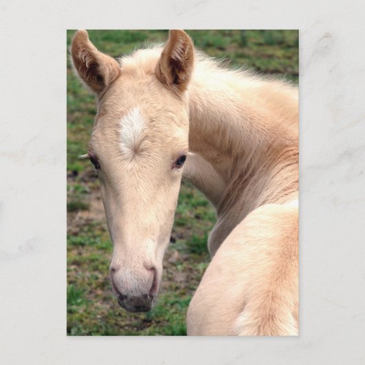 Carte Postale Cremello Walking Horse (Devant)