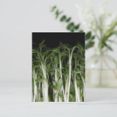 Carte Postale Cress du jardin Lepidium sativum (Debout devant)