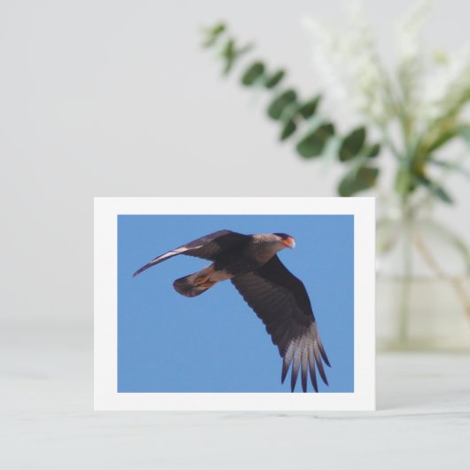 Carte Postale Crested Caracara (Debout devant)