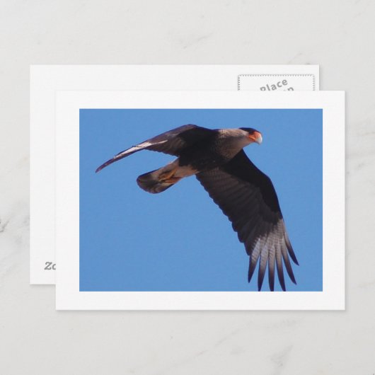 Carte Postale Crested Caracara (Devant / Derrière)