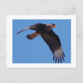 Carte Postale Crested Caracara (Devant)