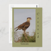 Carte Postale Crested Caracara (Devant / Derrière)