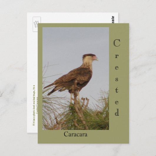 Carte Postale Crested Caracara (Devant / Derrière)