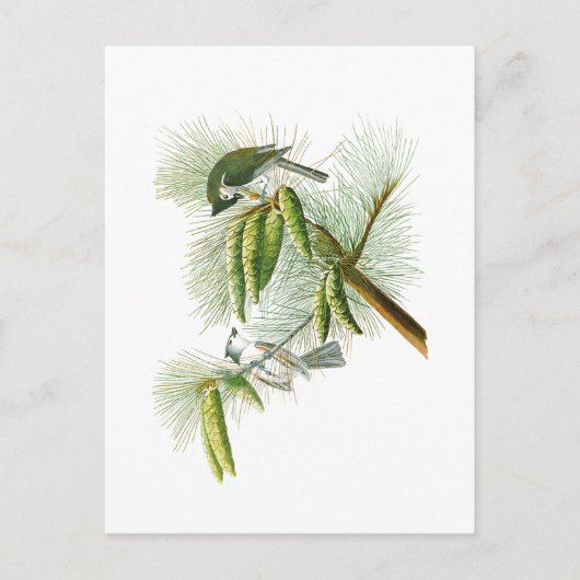 Carte Postale Crested Titmouse John James Audubon Birds Amérique (Devant)