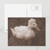 Carte Postale Crestie the Crested Duck (Devant / Derrière)