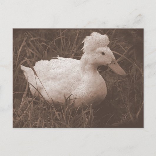 Carte Postale Crestie the Crested Duck (Devant)