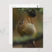 Carte Postale Crête dorée (Devant / Derrière)