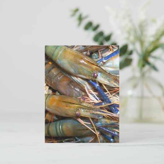 Carte Postale crevette (Debout devant)