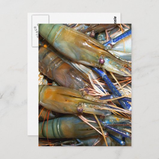 Carte Postale crevette (Devant / Derrière)