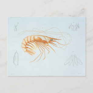 Carte Postale Crevette ou Bouquet, Faune Marine Animaux de l'Océ
