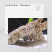 Carte Postale Crevettes à bande de corail (Devant / Derrière)