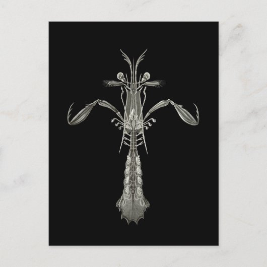 Carte Postale Crevettes Mantis (Devant)
