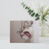 Carte Postale Criant British Shorthair (Debout devant)