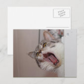 Carte Postale Criant British Shorthair (Devant / Derrière)