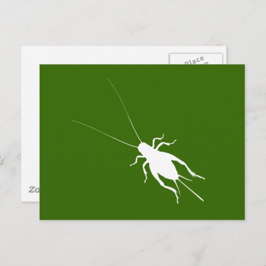 Carte Postale Cricket blanc (Devant / Derrière)