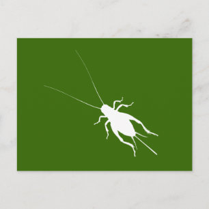 Carte Postale Cricket blanc
