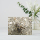 Carte postale Cricket Brown Field (Debout devant)