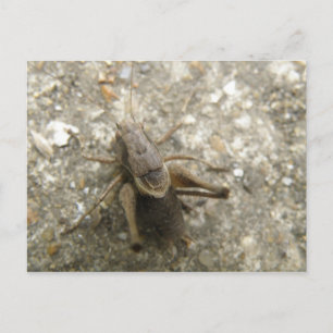 Carte postale Cricket Brown Field