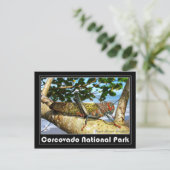 Carte Postale Cricket Brown géant, Parc national du Corcovado (Debout devant)