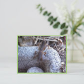 Carte Postale Cricket De Mole Sur Pierre (Debout devant)