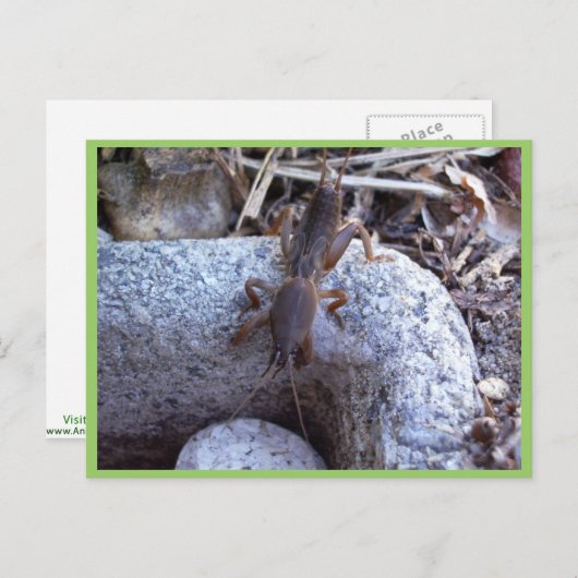 Carte Postale Cricket De Mole Sur Pierre (Devant / Derrière)