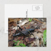 Carte Postale Cricket jaune et noir (Devant / Derrière)