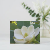 Carte Postale CricketDiane Magnolias du Sud (Debout devant)