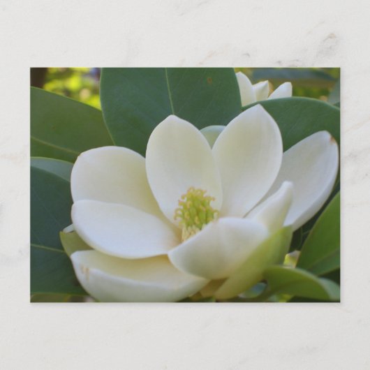 Carte Postale CricketDiane Magnolias du Sud (Devant)