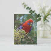 Carte Postale Crimson Rosella (Debout devant)